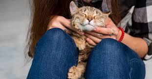 They can see better in low light. 8 Amazing Little Did You Know Facts About Cats Goodnet