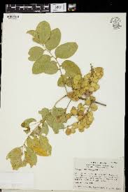 Image result for Ateleia herbert-smithii