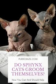 Post your best sphynx cat pictures! Do Sphynx Cats Groom Themselves How To Help Purr Craze