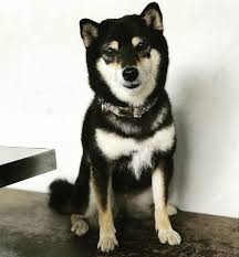 Black And Tan Shiba Inu Female Have You Seen Nana A Missing Shiba Inu Lost At Swiss Club In 2020 Shiba Inu Shiba Inu Black Shiba Inu Dog