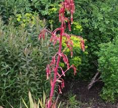 Image result for Beschorneria sp. (Biegel 5357)