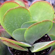 Image result for Kalanchoe glaucescens