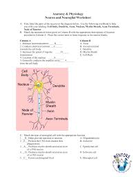 Key neuron function you will be glad to know that right now bio neuron function pogil answer key pdf is available on our online library. Hhmi Photosynthesis Worksheet Quizlet