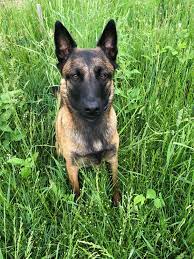 Little Ms Zoey Is A Rare Cute Malinois Belgian Malinois Belgium Malinois Malinois