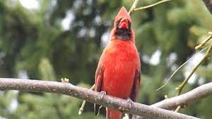 This is a list of animal sounds. Cardinal Call Youtube