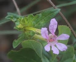 Image result for Lythraceae