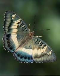 Lepidoptera Beautiful Butterflies Beautiful Bugs Colorful Butterflies