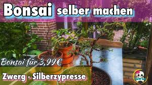 Ebenso viele sets für die komplette anzucht. Bonsai Selber Machen Zwerg Silberzypresse Baumarkt Pflanze Zum Bonsai Gestalten Fur Unter 4 Youtube