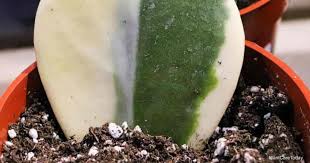Basically, you want the water to be only slightly moist and you should see it soak right in immediately. Hoya Soil What Is The Best Soil For Growing Hoya Plants