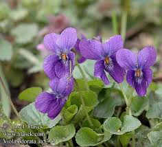 Lovely Little Fragrant Perennial And One Of The Earliest Wildflowers To Flower Quality Hand Packed Seeds Fast 1 In 2020 Flower Seeds Flowers Perennials Sweet Violets