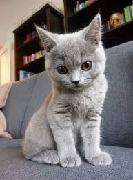 sylvia mack adli kullanicinin cute cats panosundaki pin cute kittens kedi kopek sevimli kediler