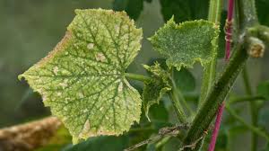 Image result for whitefly in cucumber