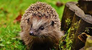 Erwachsene igel, die am tag herumlaufen, sind meist krank (erkennt man am torkelnden gang, rollen sich nicht mehr zusammen, sehen schmal und eingefallen aus) und sollten umgehend kompetente hilfe erhalten. Ihr Garten Fur Mehr Igel Naturschutz Ch