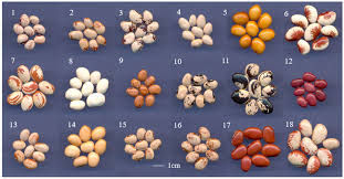 Image result for Phaseolus lunatus