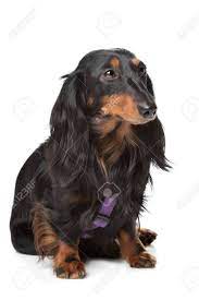 The long haired dachshund as well as the other dachshund varieties, love to eat. Black And Tan Miniature Dachshund In Front Of A White Background Stock Photo Picture And Royalty Free Image Image 12375000