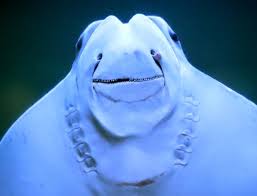 Home all news pink tongue alien green sea creature! Meet 14 Creatures You Might Encounter Along N J Beaches And 18 More Deeper In The Sea Nj Com