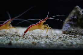 Posted on july 14, 2012 by ustadh abdul shakur hadi. Learn Information About Shrimps Halal Or Haram In Islam Frozen Shrimp Suppliers Frozen Shrimp Factory Indonesia Frozen Prawn Manufacturer Shrimps Price