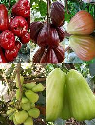 Goreng jambu mente sampai matang2. Jenis Jambu Air Rasa Paling Manis Bibit Buahku