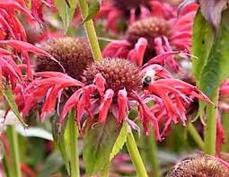 Check spelling or type a new query. Summer Flowering Plants