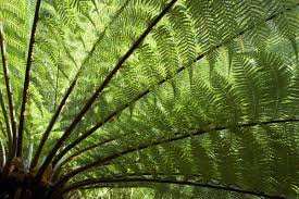 You should protect the top of the trunk because if it freezes the fern will die. Tree Fern Care Pruning Uk Growing Tips Horticulture Co Uk