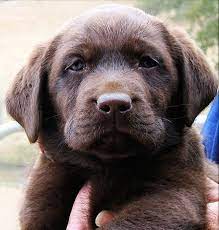 More images for lab puppies for sale in northern california » Cocoa Chocolate Lab Puppy Lab Puppies Chocolate Lab Puppies Labrador Retriever Puppies
