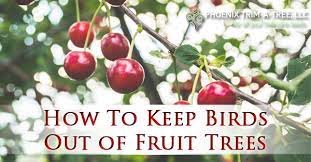 Fruit cages for a more permanent solution plant particularly vulnerable crops like blueberries. How To Keep Birds Out Of Fruit Trees Phoenix Trim A Tree Llc