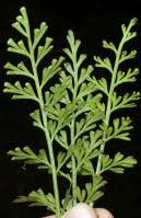 Image result for Asplenium centrafricanum