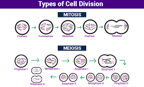 Most animals are diploid organisms, meaning that their body (somatic) cells are diploid and haploid most animals undergo sexual reproduction. Cell Division Mitosis Meiosis And Different Phases Of Cell Cycle