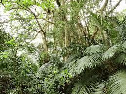 Image result for Ficus tremula