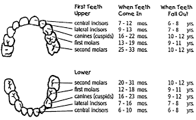 teething chart kozen jasonkellyphoto co