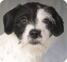 I noticed that 1 of the black wires was connected to the white group and vice versa but while installing the new fixture i must have moved the wires and now i'm not sure which wire was switched. Black And White Wire Haired Terrier Www Macj Com Br