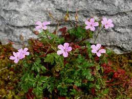 Geranium robertianum is a annual/biennial growing to 0.4 m (1ft 4in) by 0.4 m (1ft 4in). Geranium Robertianum Herb Robert Identification Distribution Habitat