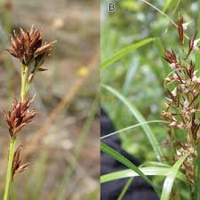 Image result for Carex angolensis