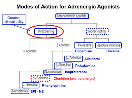 Sympathetic Nervous System Flashcards Quizlet