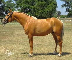 Aqha, palomino, quarter horse, and texas. NÂº3093 Lusitano Palomino Stallion 4 Year Old Sold Lusitano Horse Search