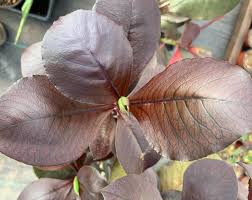 Image result for Euphorbia grantii