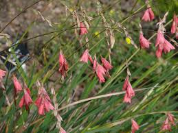 Image result for Dierama formosum/plowesii intermediates