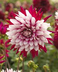 Dahlia Rebecca S World Bulb Flowers Rare Flowers Amazing Flowers