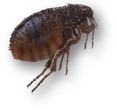 Why select pest control services? Flea Control City Pest Control Brighton