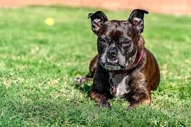 Maybe you would like to learn more about one of these? 40 Boston Terrier Mischlingsrassen Hunde Zentrale
