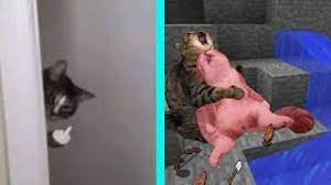 Check spelling or type a new query. Best Dank Cat Memes Compilation Of 2020 Part 11 From Tiktok Youtube