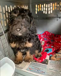 If you are in new jersey, you're likely two hours away from honeybrooke, pa, we would drive 2 hrs in your direction and you would pitch in $100 to have your puppy delivered to you. Delivery Options Rocky Mountain Bernedoodles