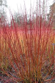 Image result for Cornus