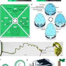 Feb 11, 2020 · it's quite an experience hearing the sound of your voice carrying out to a over 100 first year dental students. Osmosis Based Reversible Actuation From Plant Cell To A Tendril Like Download Scientific Diagram
