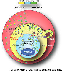 spatial organization of protein export in malaria parasite