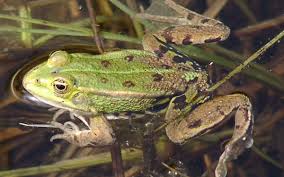Der garten wird es einem danken und die natürlichen gleichgewichte können sich mit der zeit wieder einstellen. Deutsche Wildtier Stiftung Wie Uberwintern Eigentlich Frosche