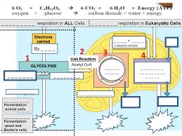 Check spelling or type a new query. Atp Structure Function Anaerobic And Aerobic Respiration Mitochondria Structure And Function Prezentaciya Onlajn