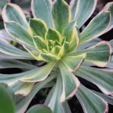 Image result for tbn:HNtrRnQBmFuaxM::www.bluechopsticks.com/img_large/800CC_0805S1015.jpg