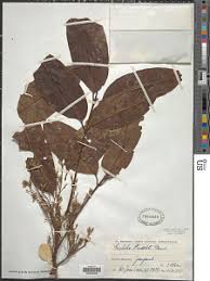 Image result for Trichilia prieuriana