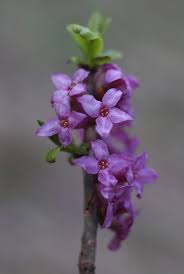 Image result for Daphne mezereum